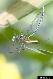 Attēlu rezultāti vaicājumam “Tetragnatha montana”