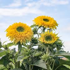 Image result for Sonnenblume