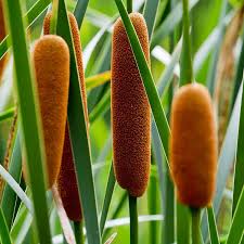 Attēlu rezultāti vaicājumam “Typha latifolia fruit”