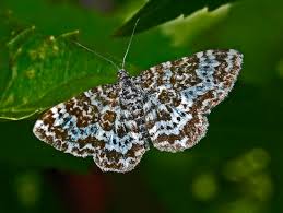 Attēlu rezultāti vaicājumam “Epirrhoe”