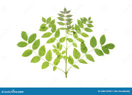 Attēlu rezultāti vaicājumam “Fraxinus excelsior leaf”