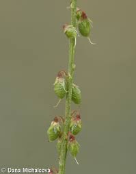 Attēlu rezultāti vaicājumam “Melilotus albus fruit”