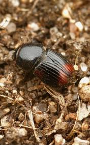 Attēlu rezultāti vaicājumam “Scarabaeidae”