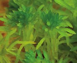 Attēlu rezultāti vaicājumam “Sphagnum fimbriatum”