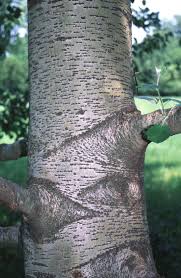 Attēlu rezultāti vaicājumam “Populus x canescens”