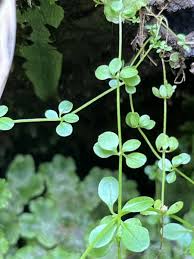 Attēlu rezultāti vaicājumam “Galium elongatum leaf”