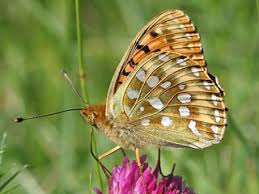 Attēlu rezultāti vaicājumam “Argynnis adippe underside”