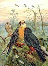 Attēlu rezultāti vaicājumam “Falco vespertinus adult”