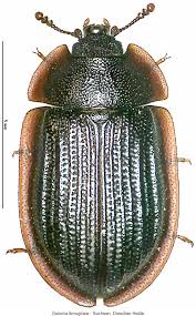 Attēlu rezultāti vaicājumam “Ostoma ferruginea”