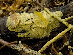 Attēlu rezultāti vaicājumam “Diderma crustaceum macro”