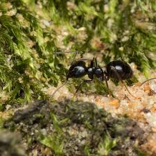 Attēlu rezultāti vaicājumam “Lasius fuliginosus”