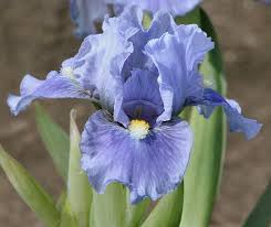 Image result for Iris
