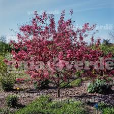 Attēlu rezultāti vaicājumam “Malus purpurea”