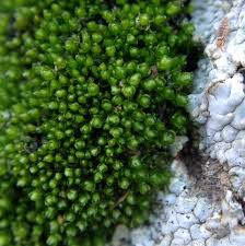 Attēlu rezultāti vaicājumam “Bryum argenteum”