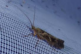 Attēlu rezultāti vaicājumam “Glyphotaelius pellucidus”