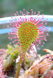 Attēlu rezultāti vaicājumam “Drosera x obovata leaf”