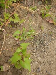 Attēlu rezultāti vaicājumam “Fallopia convolvulus”