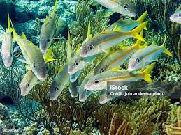 Image result for Ocyurus chrysurus