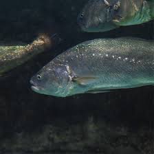 Image result for Argyrosomus regius