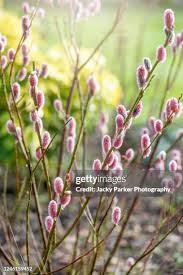 Attēlu rezultāti vaicājumam “Salix caprea bud”