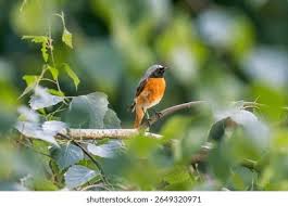 Attēlu rezultāti vaicājumam “Phoenicurus phoenicurus male”