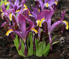 Attēlu rezultāti vaicājumam “Iris rosenbachiana”