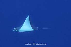 Image result for Mobula munkiana