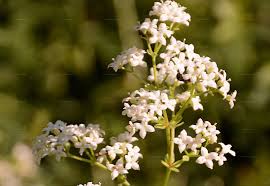 Attēlu rezultāti vaicājumam “Galium boreale”