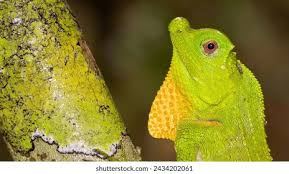 Attēlu rezultāti vaicājumam “Sauria”