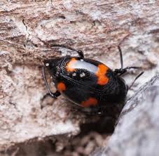 Attēlu rezultāti vaicājumam “Bolitophagus reticulatus imago”
