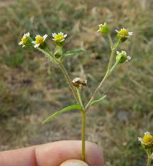 Attēlu rezultāti vaicājumam “Galinsoga quadriradiata leaf”