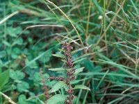 Attēlu rezultāti vaicājumam “Chenopodium polyspermum var. acutifolium”