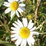 Attēlu rezultāti vaicājumam “Tripleurospermum inodorum leaf”