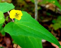 Attēlu rezultāti vaicājumam “Viola hirta leaf”