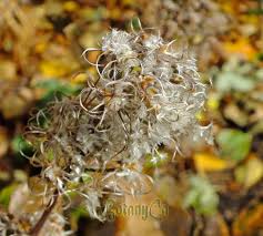 Attēlu rezultāti vaicājumam “Clematis fruit”