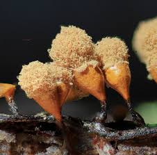 Attēlu rezultāti vaicājumam “Hemitrichia calyculata stalked”