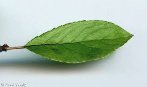 Attēlu rezultāti vaicājumam “Prunus spinosa leaf”