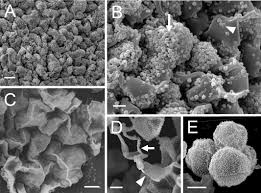Attēlu rezultāti vaicājumam “Trichia alpina young”