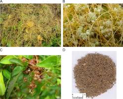 Attēlu rezultāti vaicājumam “Cuscuta europaea fruit”