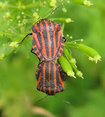 Attēlu rezultāti vaicājumam “Graphosoma lineatum”