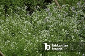 Attēlu rezultāti vaicājumam “Cardamine amara”