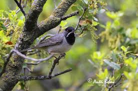 Image result for Sylvia rueppelli