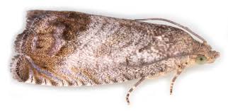 Attēlu rezultāti vaicājumam “Cydia splendana”