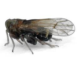 Attēlu rezultāti vaicājumam “Javesella pellucida”