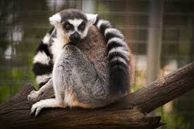 lemur ile ilgili görsel sonucu
