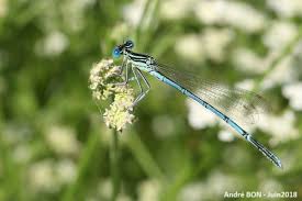 Attēlu rezultāti vaicājumam “Platycnemis pennipes female”