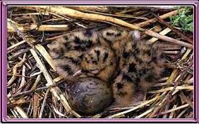 Attēlu rezultāti vaicājumam “Larus ridibundus eggs”
