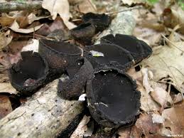 Attēlu rezultāti vaicājumam “Craterium aureum spores”