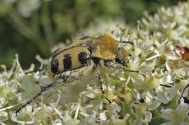 Attēlu rezultāti vaicājumam “Trichius fasciatus”
