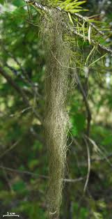 Attēlu rezultāti vaicājumam “Bryoria capillaris”